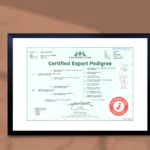 rodowod-beauty-mockup