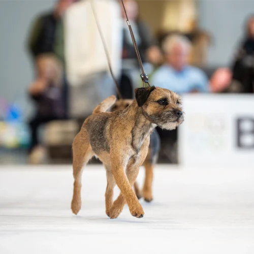 BTH00770-Enhanced-NR